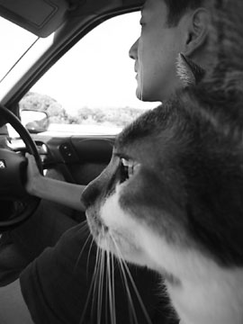 101010cat.jpg