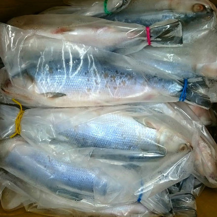 150703bangus.jpg