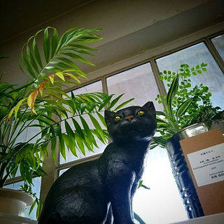 151220toshirobaba_cat.jpg