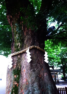 100709wood.jpg