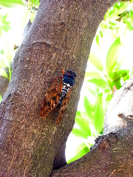 100819cicada.jpg