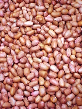 100826peanut1.jpg