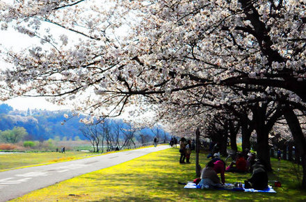 140401sakura2.jpg