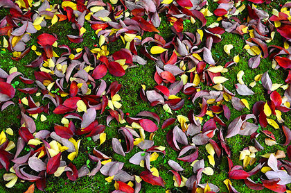 141102leaves3.jpg
