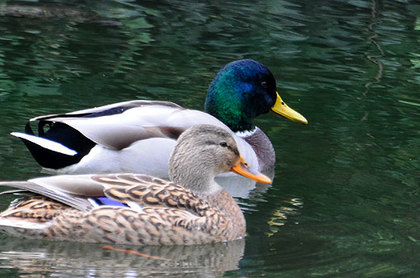141106mallard.jpg