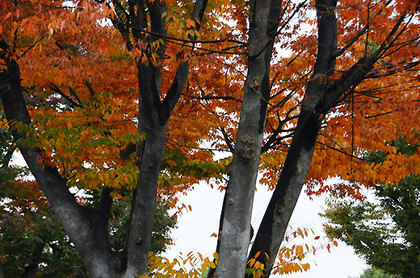141106zelkova.jpg