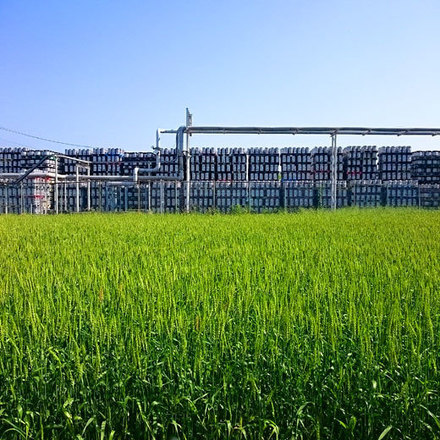 150502field.jpg