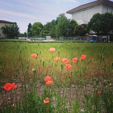 150506flowers.jpg