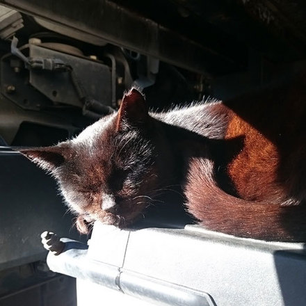 151230cat.jpg