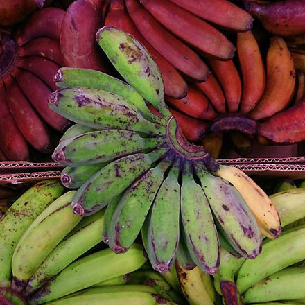 160808bananas_sq.jpg